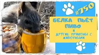 БЕЛКА ПЬЁТ ПИВО 🍺 и другие Приколы с Животными 😂 Funny Animals #750