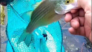 Muy buena pesca con los amigos. Bastante whitebass.