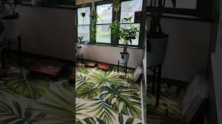 Our Money Tree Plant Growth is Insane