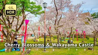 Japan - Cherry Blossoms & Wakayama Castle Walking Tour [4K/HDR/Binaural]