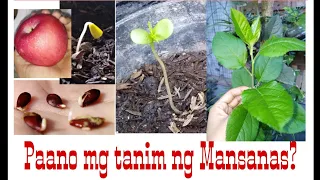 Paano mg tanim gamit ang buto ng mansanas? /How to grow Apple?/Part-1(step by step)#apple#mansanas