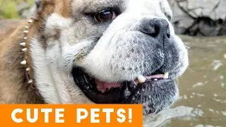 Cutest Pets & Animals of the Week Compilation August 2018 | Funny Pet Videos