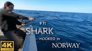 SHARK HOOKED in LOFOTEN  - HEMMINGODDEN LODGE - May Liza Johansen - Kato Andre Bøe - Sharkfishing !