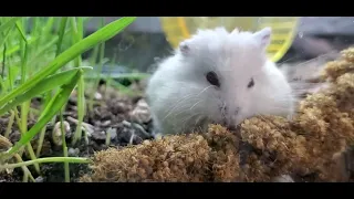 Just a lil hamster doing lil hamster things