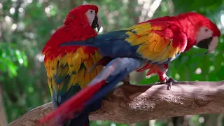 parrots @laxmi_honey_kushi