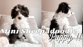 MINI SHEEPADOODLE PUPPY | Adding a new member to the family