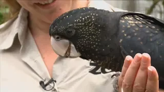 'It sounded like a demented seagull' – meet Mabo, Auckland Zoo's flyaway cockatoo