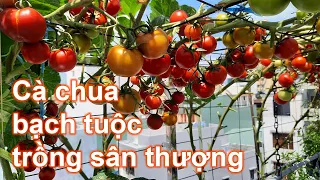 Cà chua bạch tuộc trồng sân thượng đến mùa thu hoạch | Bà Lan - Nông dân sân thượng #11