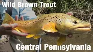 Fly Fishing Wild Brown Trout, Central Pennsylvania - Wooly Bugged