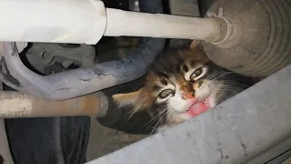 Kitten Stuck Under A Car Meows For Help