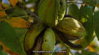 Cámara Argentina de Productores de Nuez Pecan