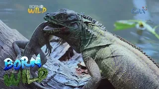 Born to be Wild: Philippine sailfin lizards in Misamis Oriental