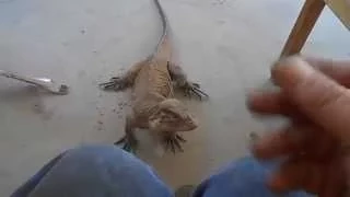 Lizard Leaps onto Lap, Like a Lap Dog