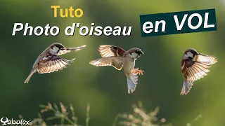 Comment RÉUSSIR des PHOTOS d'OISEAUX en VOL - Astuces et réglages