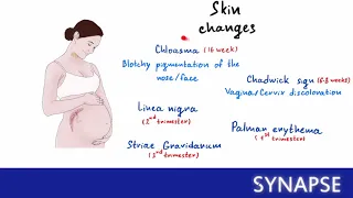 USMLE Step 1 - Физиологические изменения при беременности | Synapse sketches