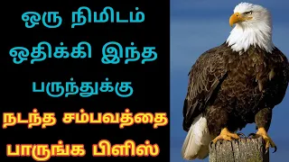 ஒரு நிமிடம் ஒதுக்கி இந்த பருந்துக்கு நடந்த சம்பவத்தை நீங்களே பாருங்க LaysTv