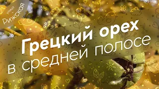 Грецкий орех 🌰 В средней полосе России