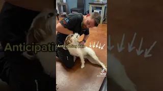 Dog Chiropractic Exposed #shorts
