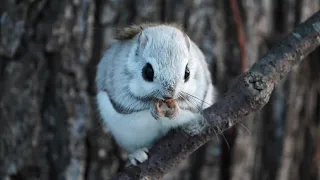 【4K】Siberian flying squirrel 食事しているエゾモモンガくん