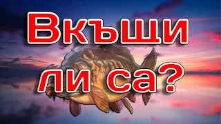 Има ли шаранът къща? | Част 3: Намерих ли ги у дома?