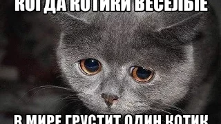 Веселые котики Funny Cats 2015