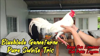 Blueblade Gamefarm Pure Swhite Trio