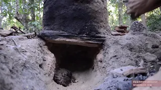 Primitive Technology  Tiled Roof Hut mp4