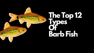 The Top 12 Types of Barb Fish 🐟
