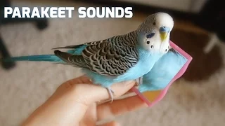 Parakeet sounds - Parakeet mirror [Cookie]