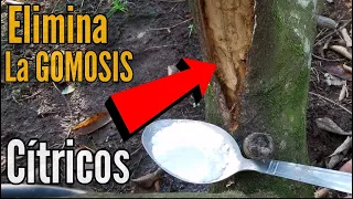 FUNGICIDA efectivo Para HONGOS, Citricos sin GOMOSIS - Libre de hongos