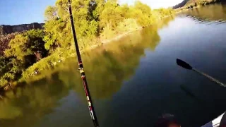 Fighting Sturgeon on the Snake River