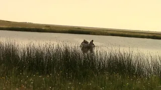 Bow Hunting Mule Deer Southern Alberta Video