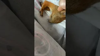 Месяц разлуки с Ричи 🐿️ Сразу узнал меня и лег спать ❤️