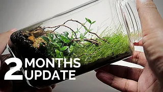 Moss wall terrarium 2 months update