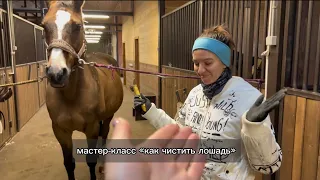 Как чистить лошадь | уроки новичкам