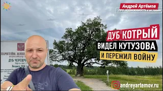 Дуб который видел Кутузова и пережил войну 300 летний дуб Дуб Черешчатый