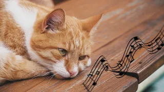 Anti-Anxiety Music for Kittens ♬ Relaxing Music for Cats | Soothing Lullabies for Cats