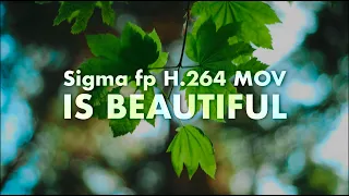 Sigma fp | MOV H.264 ALL-I 4K | UNGRADED