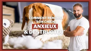 Comment rendre son chien anxieux et destructeur ?