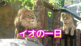 【旭山動物園ライオン】朝の動物園をお昼時配信！イオママの一日が始まった！新緑と爽やかな風を感じる季節の到来！アムールヒョウのデンとみらいの登場から