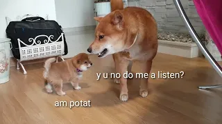 AMGERY daddo - the return Ep07 (i) / Shiba Inu puppies (with captions)