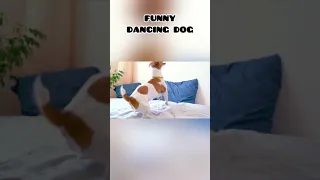 FUNNY SIT PRETTY DOG | Bichon Moments | Joseph D' Bichon #Shorts