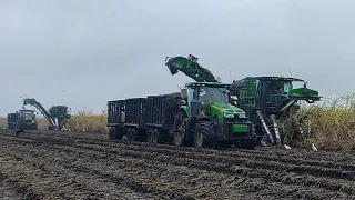 Harvesting Sugarcane