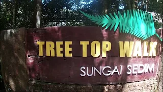 Sungai Sedim jeram terbaik Malaysia, Tree Top Walk longest canopy walk in the world