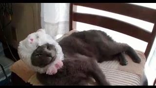 Videos chistosos de Gatos graciosos Compilacion 2014 - Funny Cats