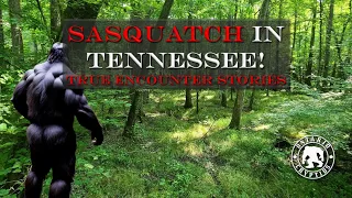 Sasquatch in Tennessee!   [EP-181]