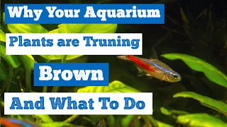 Why Your Aquarium Plants are Turning Brown and What To Do