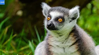 Кошачий Лемур – Уникальное Животное с Острова Мадагаскар!