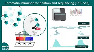 ChiP seq | Chromatin immunoprecipitation and sequencing | Methods in biology | CSIR NET