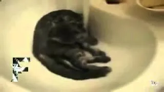 Funny Cats In Water Compilation 2014! часть 3